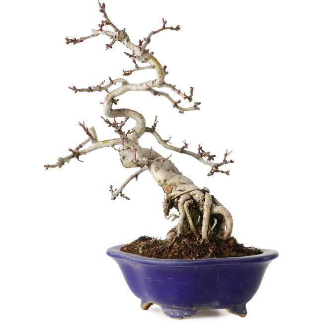 Crataegus cuneata, 24 cm, ± 15 años, en una maceta japonesa hecha a mano por Eime Yozan