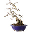 Crataegus cuneata, 24 cm, ± 15 jaar oud, in een handgemaakte Japanse pot van Eime Yozan
