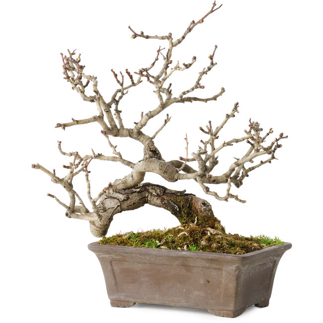 Crataegus cuneata, 18 cm, ± 20 years old