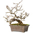 Crataegus cuneata, 18 cm, ± 20 jaar oud