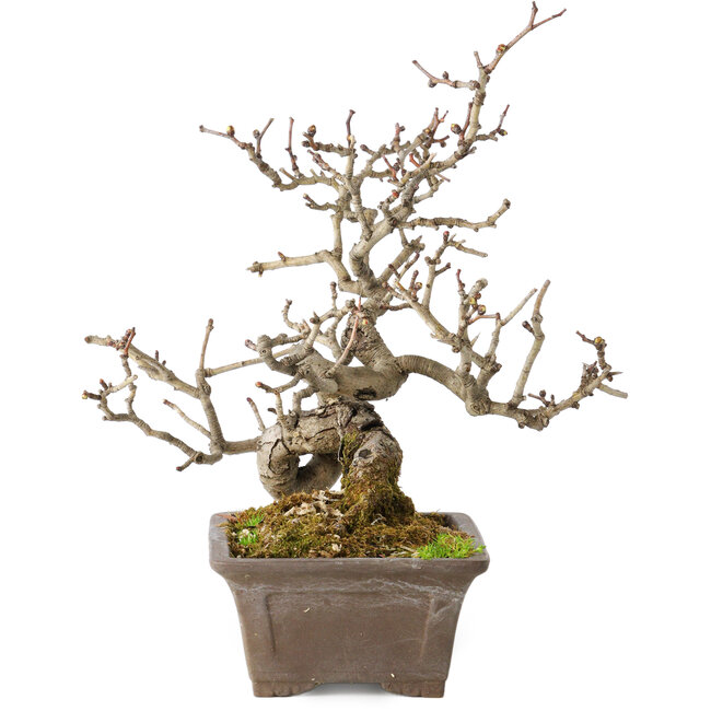 Crataegus cuneata, 18 cm, ± 20 años