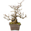 Crataegus cuneata, 18 cm, ± 20 jaar oud