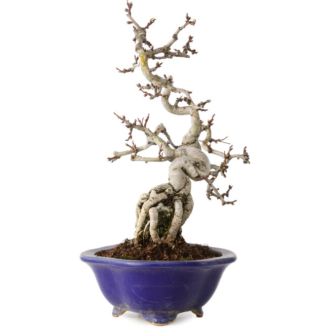 Crataegus cuneata, 24 cm, ± 15 ans, dans un pot japonais fait main par Eime Yozan