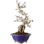 Crataegus cuneata, 24 cm, ± 15 jaar oud, in een handgemaakte Japanse pot van Eime Yozan