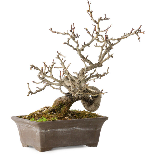 Crataegus cuneata, 18 cm, ± 20 ans