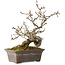 Crataegus cuneata, 18 cm, ± 20 jaar oud