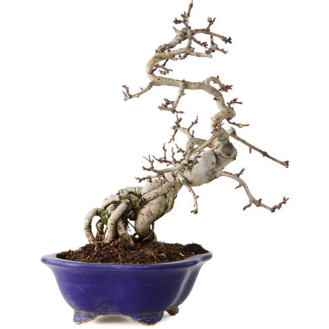 Crataegus cuneata, 24 cm, ± 15 jaar oud, in een handgemaakte Japanse pot van Eime Yozan