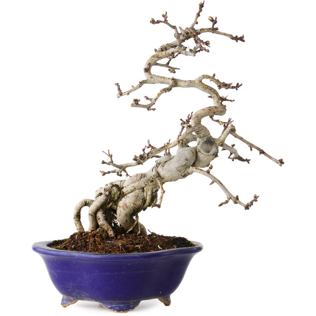 Crataegus cuneata, 24 cm, ± 15 ans, dans un pot japonais fait main par Eime Yozan