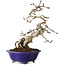 Crataegus cuneata, 24 cm, ± 15 jaar oud, in een handgemaakte Japanse pot van Eime Yozan