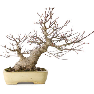  Yamafusa - Takehiko Koie Acer palmatum, 27 cm, ± 30 jaar oud