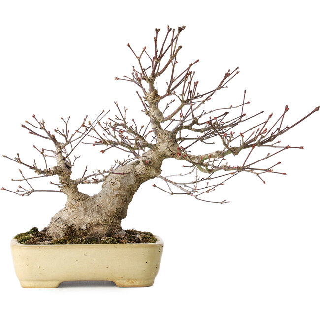 Acer palmatum, 27 cm, ± 30 años, con un nebari de 12 cm, en una maceta japonesa hecha a mano por Yamafusa