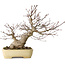 Acer palmatum, 27 cm, ± 30 años, con un nebari de 12 cm, en una maceta japonesa hecha a mano por Yamafusa