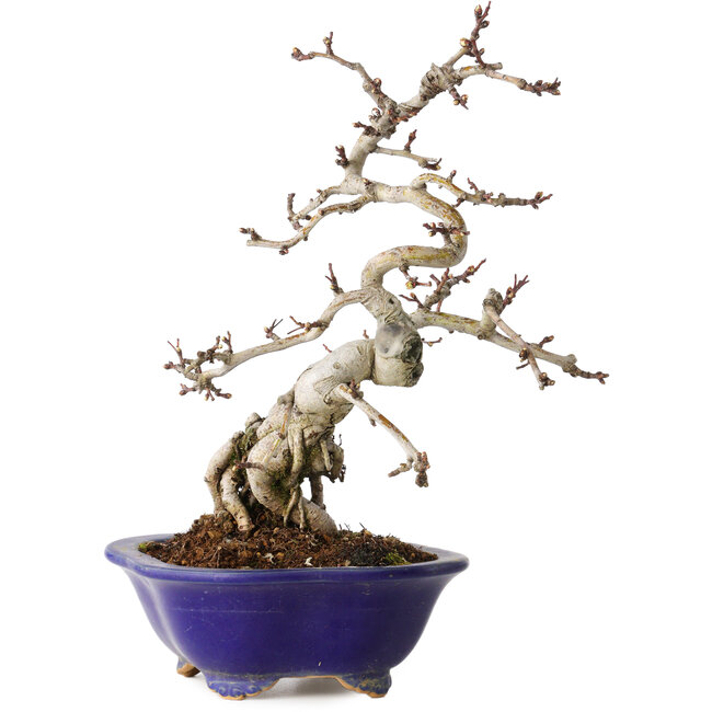 Crataegus cuneata, 24 cm, ± 15 ans, dans un pot japonais fait main par Eime Yozan