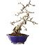 Crataegus cuneata, 24 cm, ± 15 jaar oud, in een handgemaakte Japanse pot van Eime Yozan