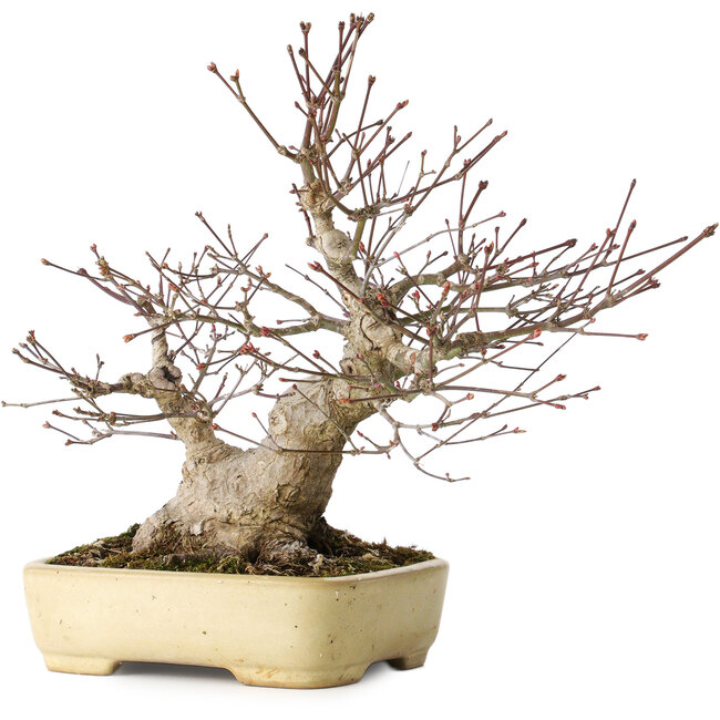 Acer palmatum, 27 cm, ± 30 years old, with a nebari of 12 cm, in a handmade Japanese pot by Yamafusa