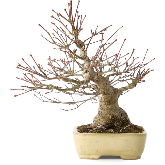 Acer palmatum, 27 cm, ± 30 years old, with a nebari of 12 cm, in a handmade Japanese pot by Yamafusa