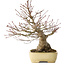 Acer palmatum, 27 cm, ± 30 años, con un nebari de 12 cm, en una maceta japonesa hecha a mano por Yamafusa
