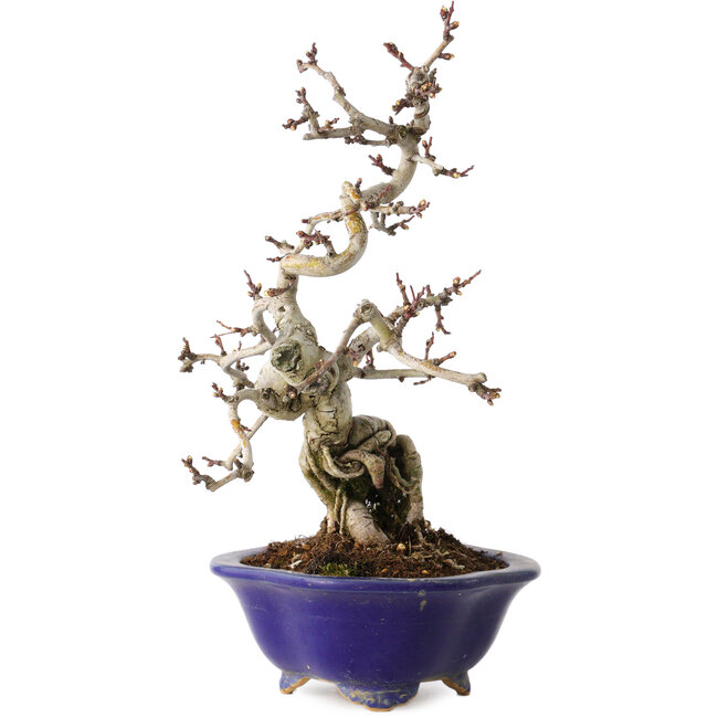 Crataegus cuneata, 24 cm, ± 15 jaar oud, in een handgemaakte Japanse pot van Eime Yozan