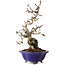 Crataegus cuneata, 24 cm, ± 15 jaar oud, in een handgemaakte Japanse pot van Eime Yozan