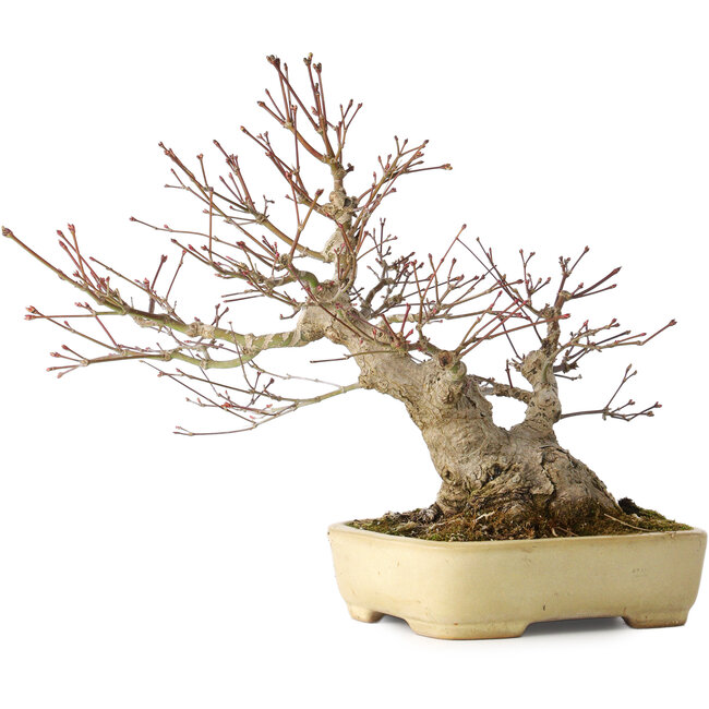 Acer palmatum, 27 cm, ± 30 anni, con un nebari di 12 cm, in un vaso giapponese fatto a mano da Yamafusa