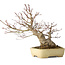 Acer palmatum, 27 cm, ± 30 años, con un nebari de 12 cm, en una maceta japonesa hecha a mano por Yamafusa