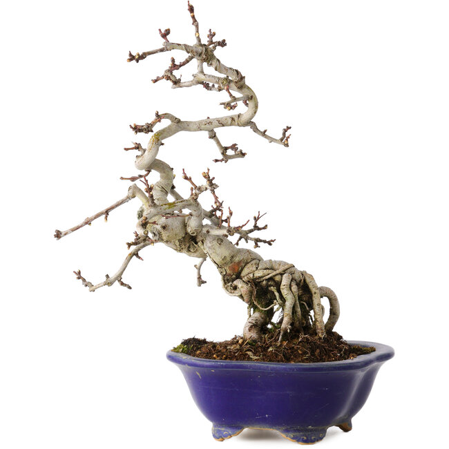 Crataegus cuneata, 24 cm, ± 15 años, en una maceta japonesa hecha a mano por Eime Yozan