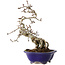 Crataegus cuneata, 24 cm, ± 15 years old, in a handmade Japanese pot by Eime Yozan