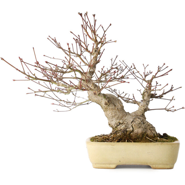 Acer palmatum, 27 cm, ± 30 years old, with a nebari of 12 cm, in a handmade Japanese pot by Yamafusa