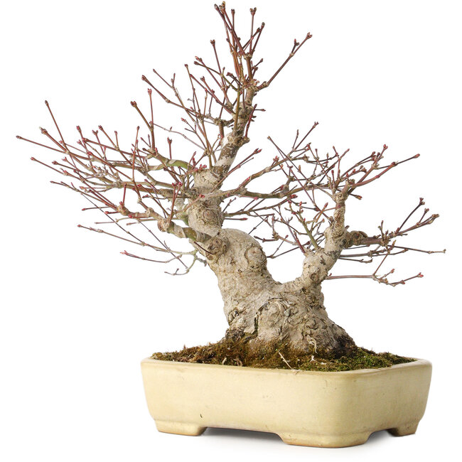 Acer palmatum, 27 cm, ± 30 Jahre alt, mit einem Nebari von 12 cm, in einem handgefertigten japanischen Topf von Yamafusa