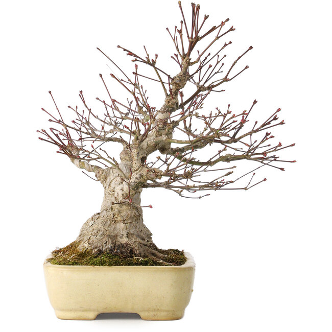 Acer palmatum, 27 cm, ± 30 jaar oud, met een nebari van 12 cm, in een handgemaakte Japanse pot van Yamafusa