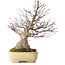 Acer palmatum, 27 cm, ± 30 years old, with a nebari of 12 cm, in a handmade Japanese pot by Yamafusa