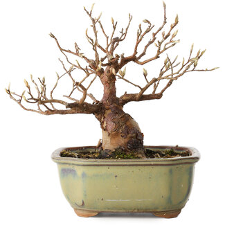 Stewartia monadelpha, 15 cm, ± 20 jaar oud