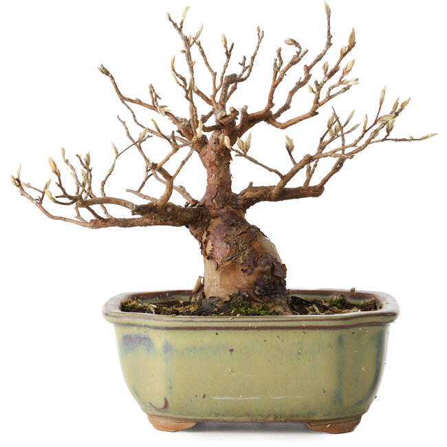Stewartia monadelpha, 15 cm, ± 20 jaar oud