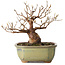 Stewartia monadelpha, 15 cm, ± 20 jaar oud