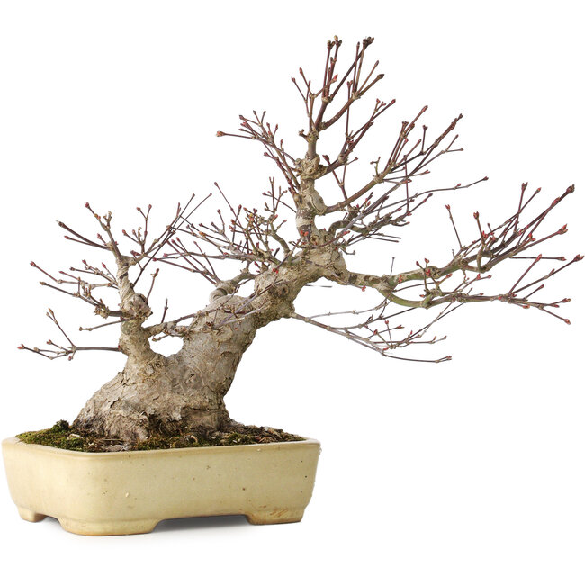 Acer palmatum, 27 cm, ± 30 Jahre alt, mit einem Nebari von 12 cm, in einem handgefertigten japanischen Topf von Yamafusa
