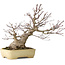 Acer palmatum, 27 cm, ± 30 años, con un nebari de 12 cm, en una maceta japonesa hecha a mano por Yamafusa