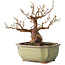Stewartia monadelpha, 15 cm, ± 20 jaar oud