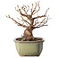 Stewartia monadelpha, 15 cm, ± 20 jaar oud