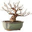 Stewartia monadelpha, 15 cm, ± 20 jaar oud