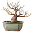 Stewartia monadelpha, 15 cm, ± 20 jaar oud