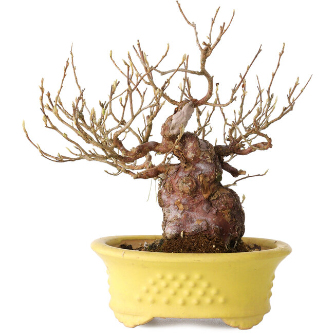 Stewartia monadelpha, 19,5 cm, ± 25 jaar oud, in een handgemaakte Japanse pot van Eime Yozan