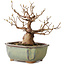 Stewartia monadelpha, 15 cm, ± 20 jaar oud