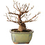 Stewartia monadelpha, 15 cm, ± 20 jaar oud