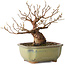 Stewartia monadelpha, 15 cm, ± 20 jaar oud