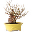 Stewartia monadelpha, 19,5 cm, ± 25 years old, in a handmade Japanese pot by Eime Yozan
