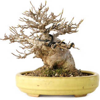 Hattori Acer buergerianum, 11 cm, ± 20 years old