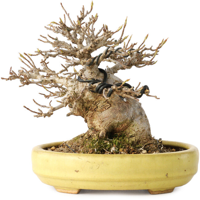 Acer buergerianum, 11 cm, ± 20 jaar oud, in een handgemaakte Japanse pot van Hattori