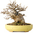 Acer buergerianum, 11 cm, ± 20 jaar oud, in een handgemaakte Japanse pot van Hattori