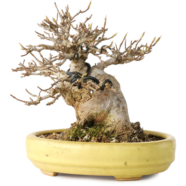 Acer buergerianum, 11 cm, ± 20 jaar oud, in een handgemaakte Japanse pot van Hattori