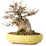 Acer buergerianum, 11 cm, ± 20 ans, dans un pot japonais fait main par Hattori